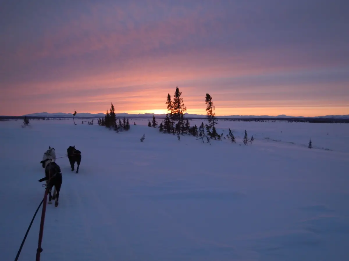 Sled dogs running across snowy tundra toward a pink sunset